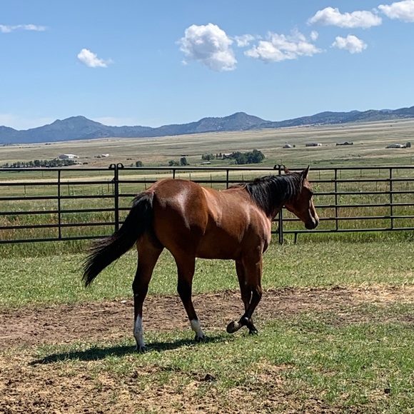 Meet your Posher, Romy - Picture 4 of 8